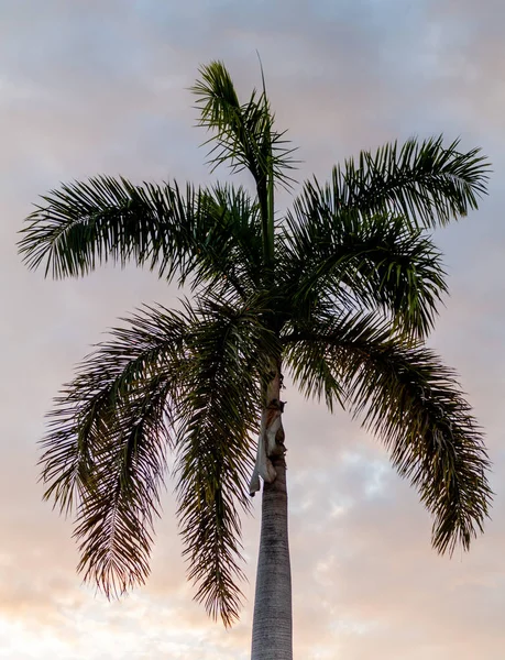 Palm during the sunset on background