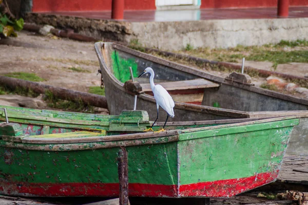 Castillo de Jagua Köyü, Küba yakınındaki küçük bir teknede Snowy balıkçıl (Egretta thula)