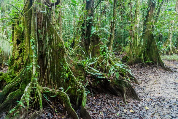 Enormes Árvores Uma Selva Cockscomb Basin Wildlife Sanctuary Belize — Fotografia de Stock