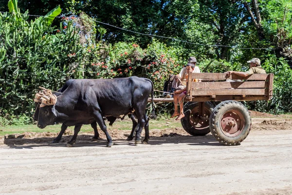 Baracoa Cuba Feb 2016 People Ride Buffalo Cart Baracoa Cuba — Stock Photo, Image