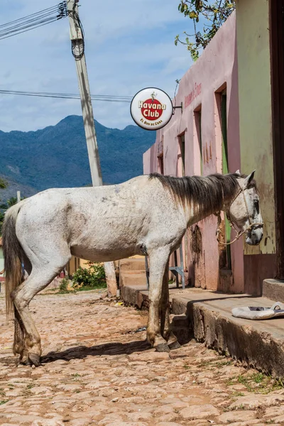 Trinidad Kuba Února 2016 Kůň Pobývá Dlážděné Ulici Před Restauraci — Stock fotografie