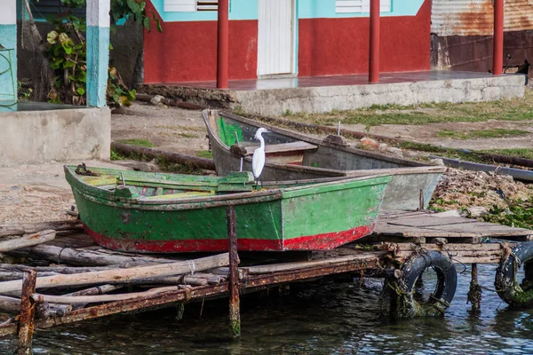 Castillo de Jagua Köyü, Küba yakınındaki küçük bir teknede Snowy balıkçıl (Egretta thula)