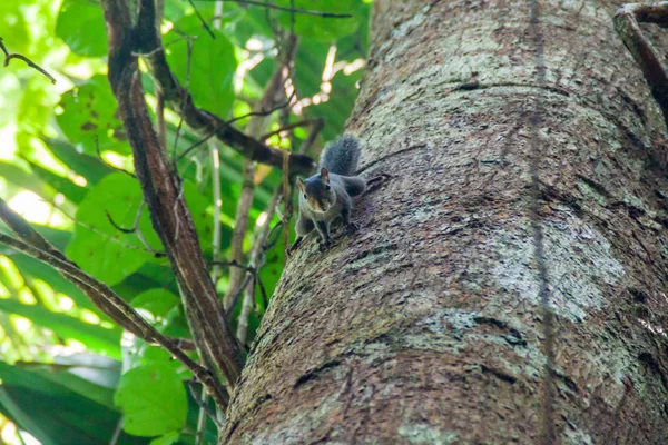 Scoiattolo Nel Cockscomb Basin Wildlife Sanctuary Belize — Foto Stock