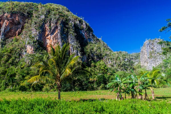 Bitki örtüsü Vinales Valley, Küba kaplı Mogote (kalker tepe)