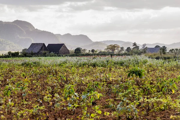 Tütün alanları ve Vinales, Cuba yakınındaki kurutma evleri peyzaj