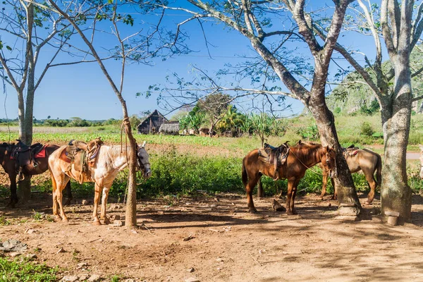 Birkaç at bir tur grubu Vinales Valley, Küba için bekleyin