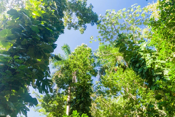 Uzun boylu ağaçlar Vinales Valley, Küba