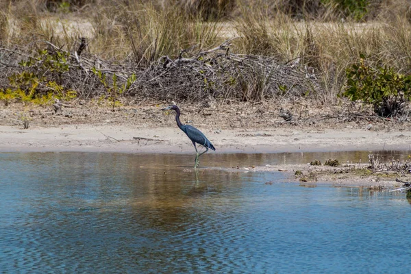 Garza Azul Egretta Caerulea Isla Caye Caulker Belice — Foto de Stock