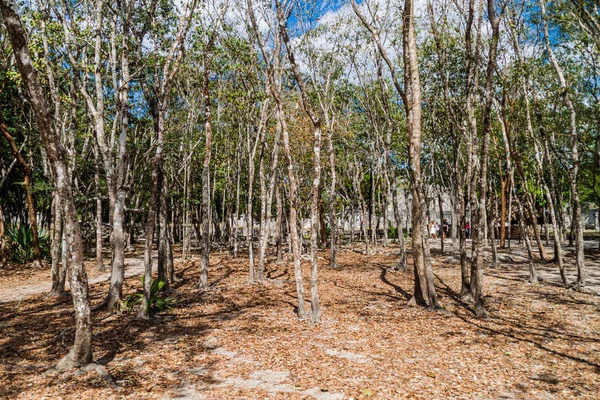 Arkeolojik sit Chichen Itza, Meksika kapsayan kalın orman