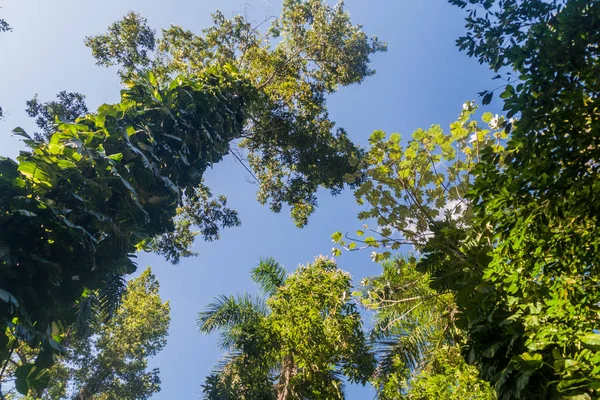Uzun boylu ağaçlar Vinales Valley, Küba