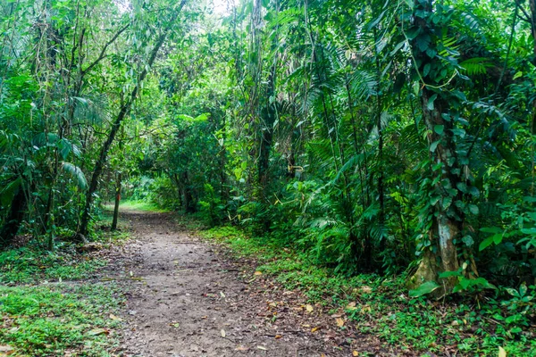 Hiking trail Cockscomb Havzası Wildlife Sanctuary, Belize.