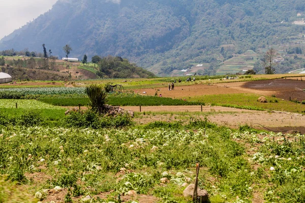 Zunil Guatemala Března 2016 Místní Lidé Pracují Zeleninové Poli Blízko — Stock fotografie