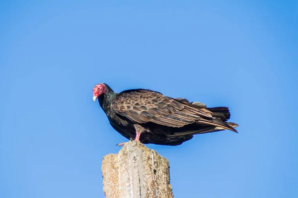 Truthahngeier Cathartes Aura — Stockfoto