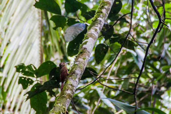 Fildişi Gagalı Woodcreeper Xiphorhynchus Flavigaster Cockscomb Havzası Wildlife Sanctuary Belize — Stok fotoğraf