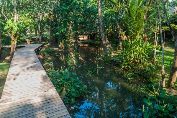 Boardwalk Rio Dulce Nehri, Guatemala yakınında bir ormanda