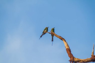 Yeşil Arı kuşugiller (arı kuşu orientalis) Udawalawe Milli Parkı, Sri Lanka