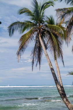 Avuç içi ve denizin Cahuita Milli Parkı, Kosta Rika
