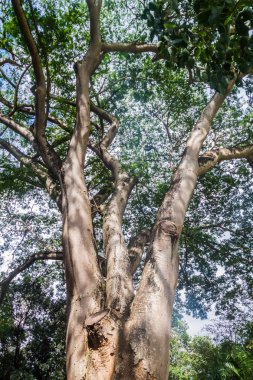 Enterolobium cyclocarpum (: guanacaste, caro caro veya fil kulak içi ağaç) içinde Kraliyet Botanik Bahçeleri yakınında Kandy, Sri Lanka