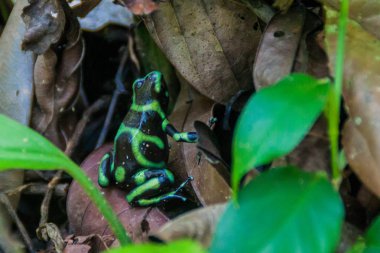 Yeşil ve siyah zehirli ok kurbağası (Dendrobates hava) Milli Parkı Manuel Antonio, Kosta Rika