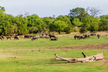 Su bufalo Uda Walawe Milli Parkı, Sri Lanka sürüsü