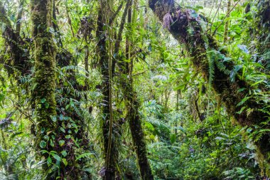 Bulut ormanı yakınındaki Boquete, Panama