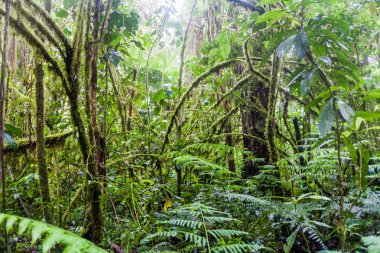 Bulut forest Ulusal Parkı Volcan Baru, Panama.