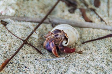 Yalnızcıl yengeç Cahuita Milli Parkı, Kosta Rika