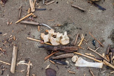 Bir ölü deri deniz kaplumbağası (Dermochelys coriacea) bir plaj Tortuguero Milli Parkı, Kosta Rika, dağınık kemikleri