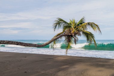 Cahuita Milli Parkı, Kosta Rika bir plajda palmiye