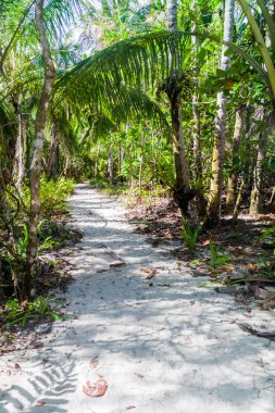 Hiking trail Cahuita Milli Parkı, Kosta Rika