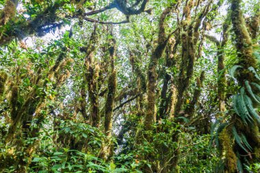 Bulut: Ometepe Island, Nicaragua Maderas volkana kapsayan orman