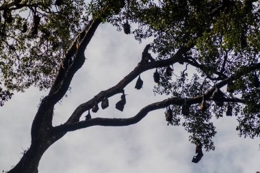 Meyve yarasalar (uçan tilkiler) içinde Kraliyet Botanik Bahçeleri yakınında Kandy, Sri Lanka