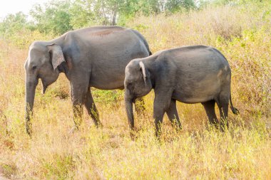 Sri Lankalı filler (Elephas maximus maximus) Uda Walawe Milli Parkı, Sri Lanka Grup