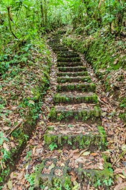 İz bir bulut ormandaki Reserva Biologica Bosque Nuboso Monteverde, Kosta Rika hiking
