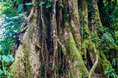 Büyük ağaç içinde bir bulut orman, Reserva Biologica Bosque Nuboso Monteverde, Kosta Rika