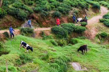 İnekler Nuwara Eliya town yakınındaki çay bahçeleri ile Nuwara Eliya, Sri Lanka - 17 Temmuz 2016: çobanları.