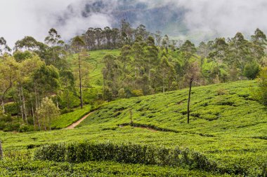 Çay tarlaları Lipton'ın koltuk etrafında dağlarda Haputale, Sri Lanka oteller