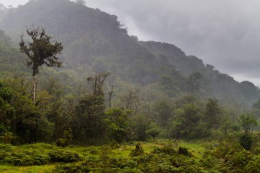 Şiddetli yağmur, Panama sırasında Boquete yakınındaki ormanda