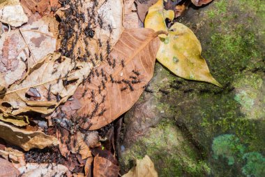 Maderas yanardağ: Ometepe Island, Nicaragua kapsayan bir ormandaki karınca iz