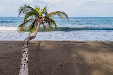 Cahuita Milli Parkı, Kosta Rika bir plajda palmiye