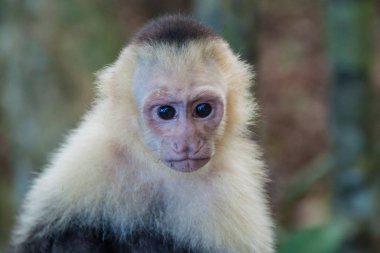 Ak başlı capuchin maymunu (Cebus capucinus) içinde Milli Parkı Manuel Antonio, Kosta Rika