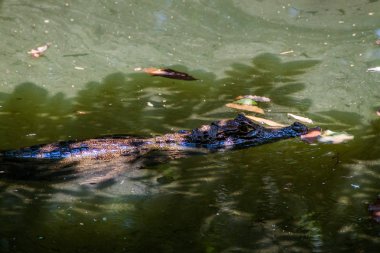 Gözlüklü caiman (Caiman crocodilus) bir havuzda La Fortuna, Kosta Rika yakınındaki