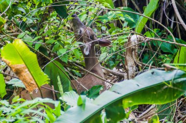 Manuel Antonio, Kosta Rika geyik Ulusal Parkı