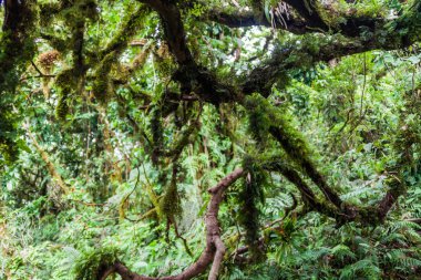 Bulut: Ometepe Island, Nicaragua Maderas volkana kapsayan orman