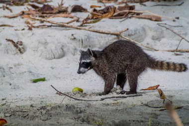 Yengeç yiyen rakun (Procyon cancrivorus) içinde Milli Parkı Manuel Antonio, Kosta Rika