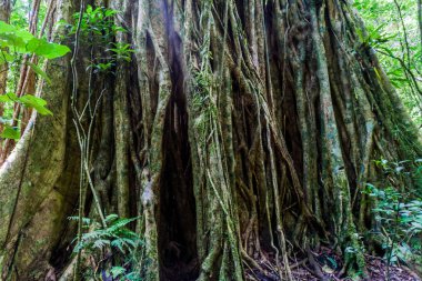 Masif ağaç bir ormanda Panama