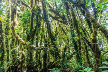 Bulut: Ometepe Island, Nicaragua Maderas volkana kapsayan orman