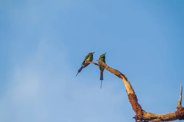 Abeja Verde Merops Orientalis Parque Nacional Udawalawe Sri Lanka —  Fotos de Stock