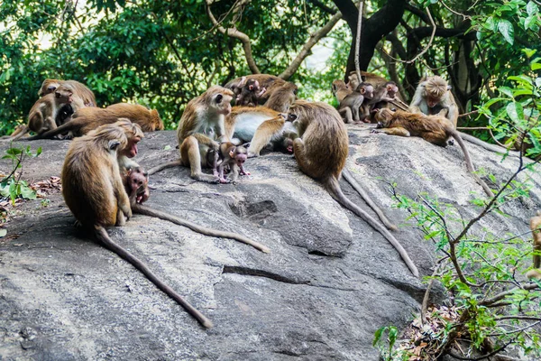 Dambulla mağara temple, Sri Lanka yakınındaki makak
