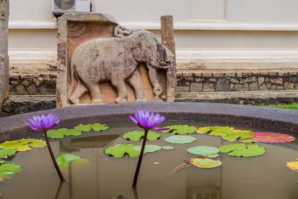 Lotus çiçeği gerekçesiyle, tapınak Kutsal diş yadigar Kandy, Sri Lanka, küçük bir tank.